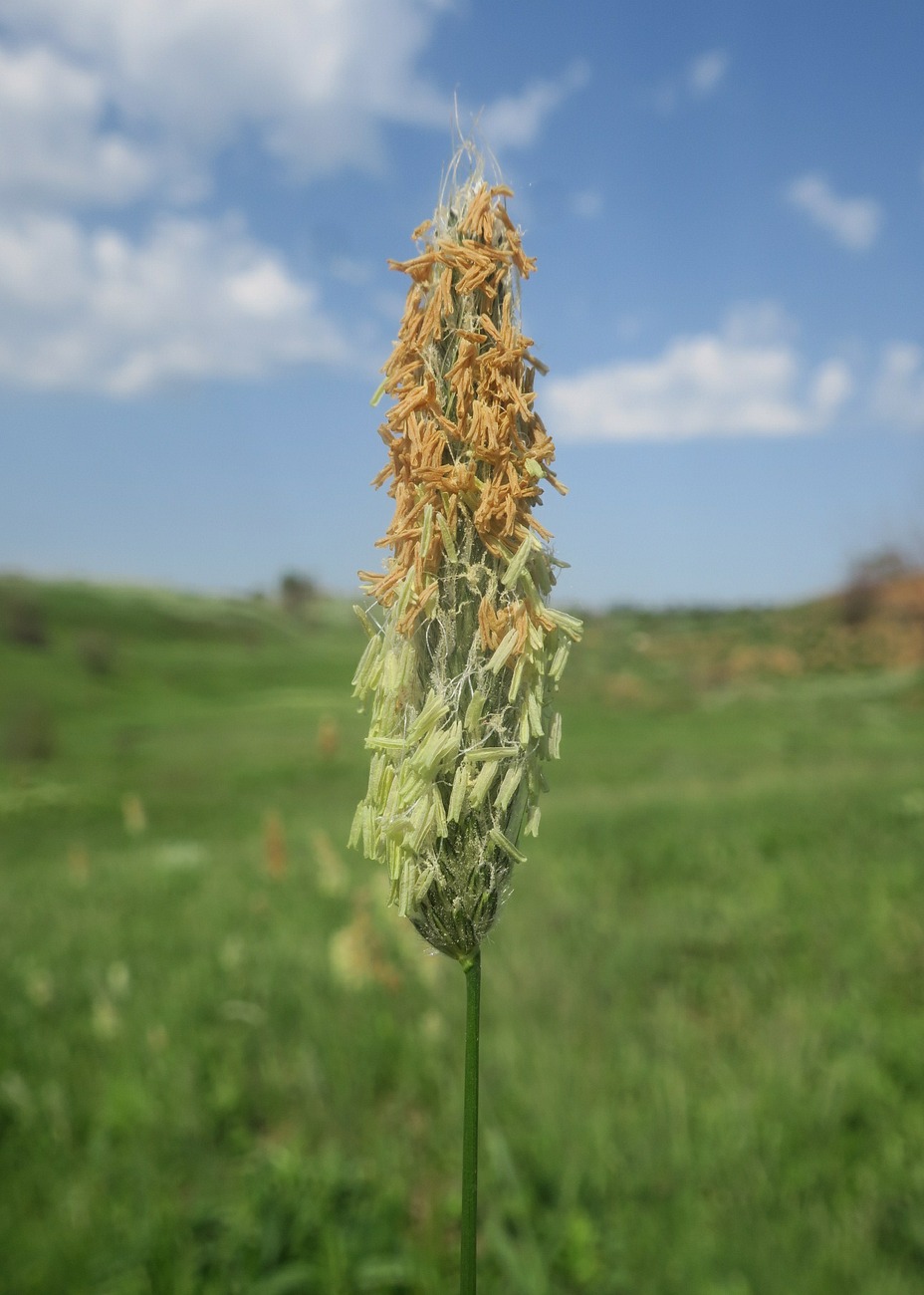 Image of Alopecurus pratensis specimen.