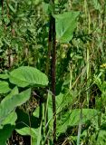 Verbascum nigrum. Нижняя часть побега. Московская обл., Орехово-Зуевский гор. округ, дол. р. Клязьма, луг. 19.07.2026.