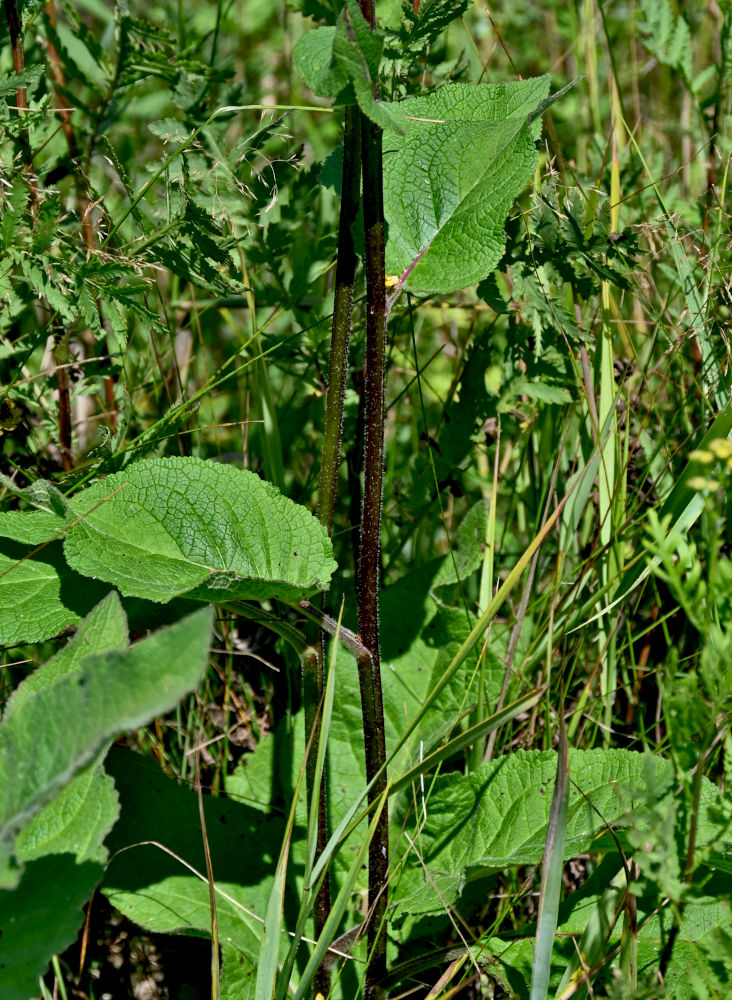 Изображение особи Verbascum nigrum.