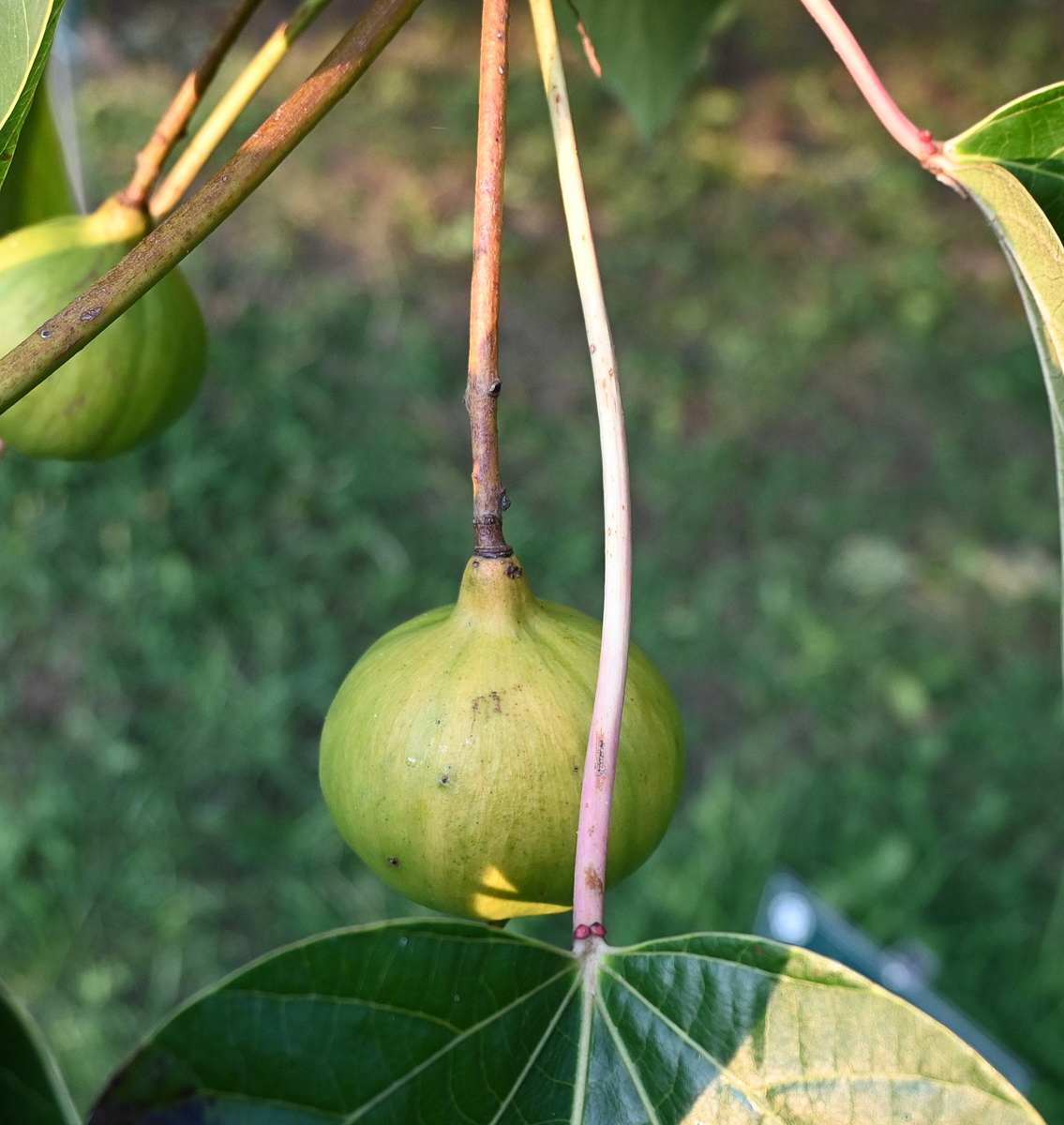 Image of Vernicia fordii specimen.
