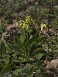 Primula macrocalyx