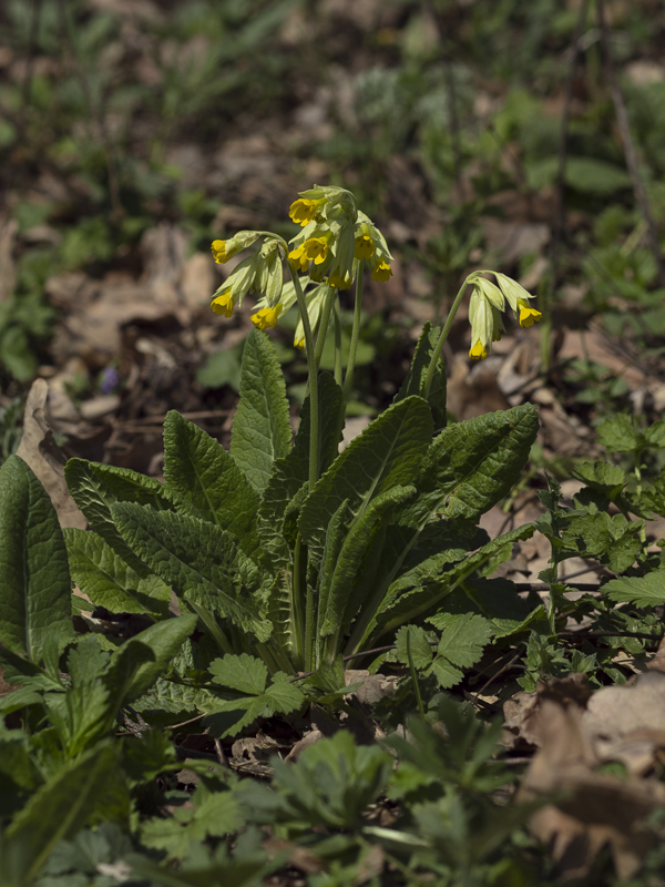 Image of Primula macrocalyx specimen.