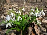 Galanthus woronowii