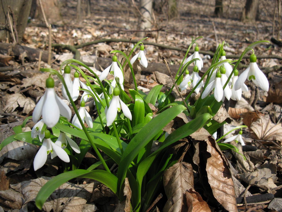 Image of Galanthus woronowii specimen.