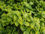 Euonymus japonicus