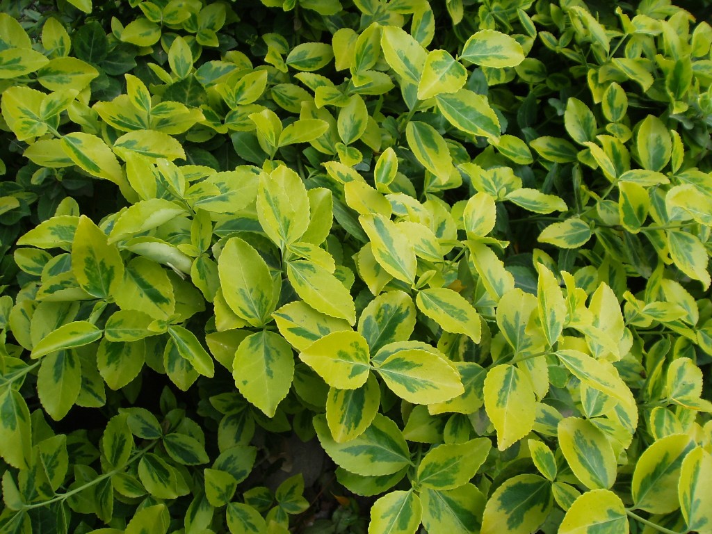 Изображение особи Euonymus japonicus.