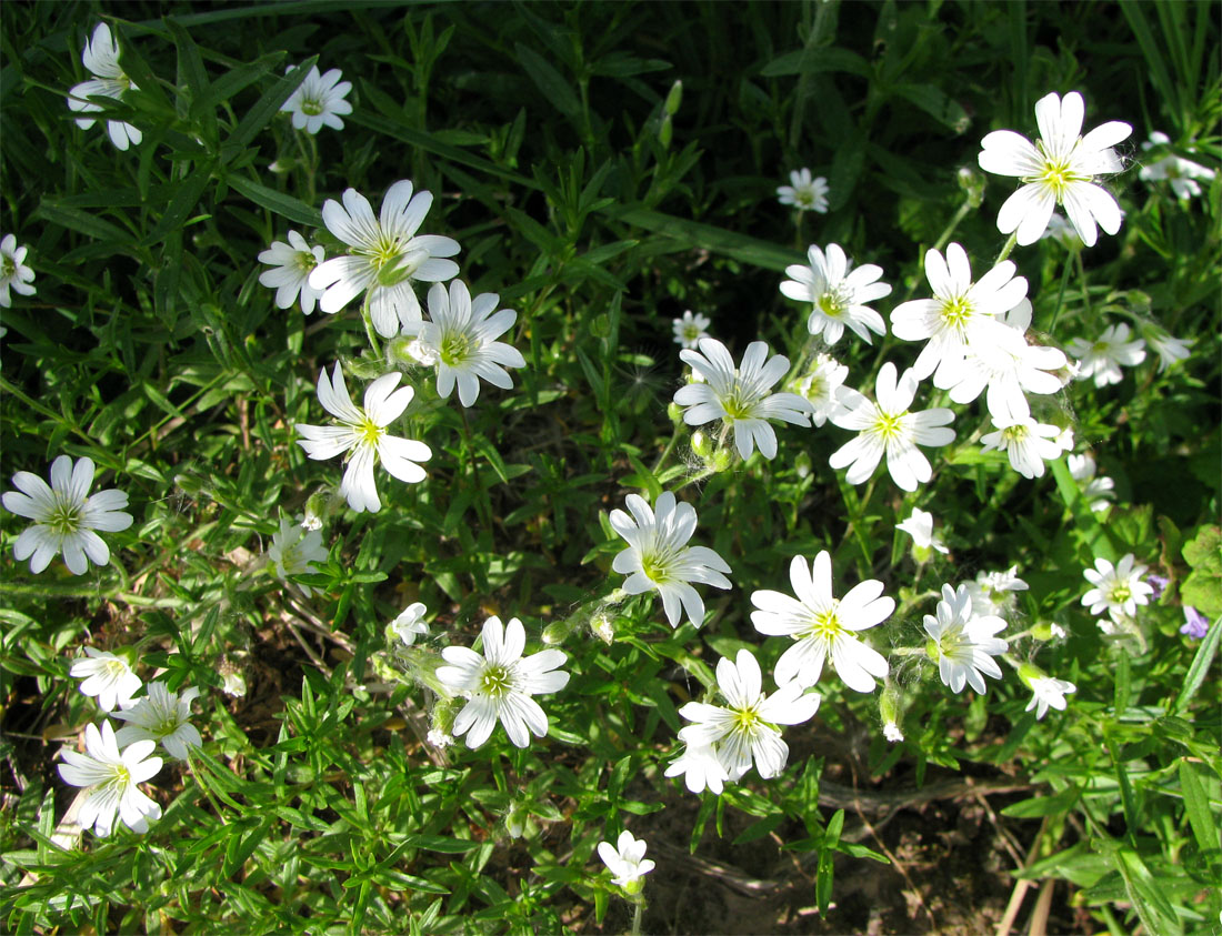 Image of Cerastium arvense specimen.