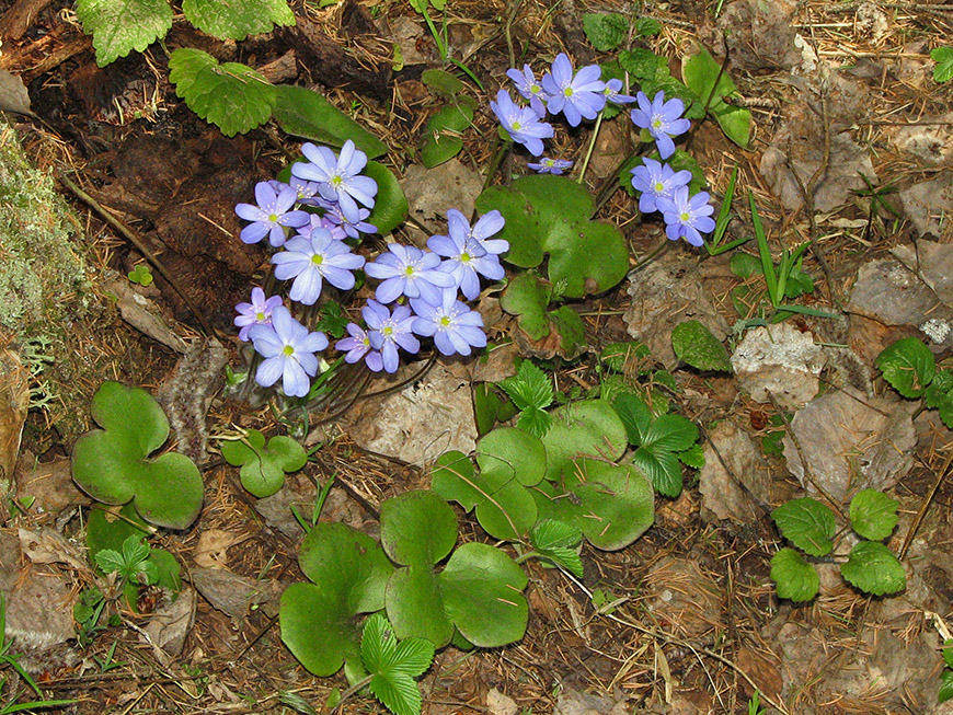 Image of Hepatica nobilis specimen.