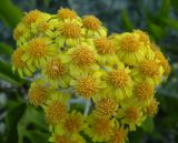 Senecio cineraria. Соцветия. Крым, ЮБК, пгт Кацивели, галечный пляж. 21.06.2011.