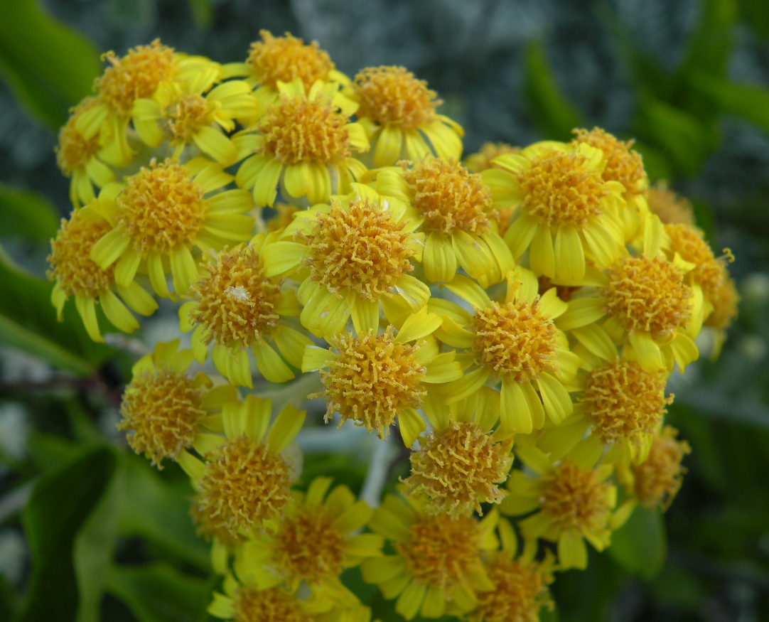 Изображение особи Senecio cineraria.