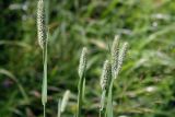 Phleum pratense