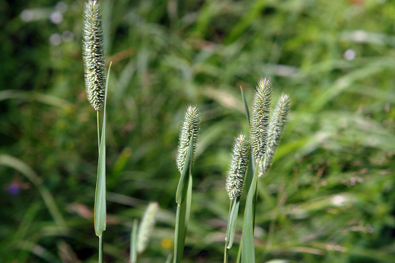 Image of Phleum pratense specimen.