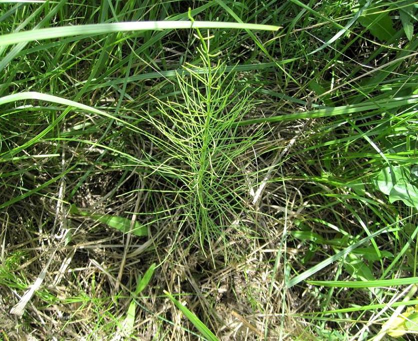 Изображение особи Equisetum arvense.