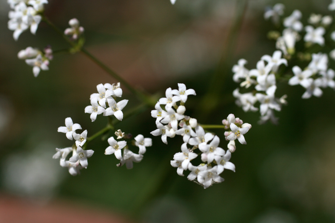 Image of Galium pseudorivale specimen.