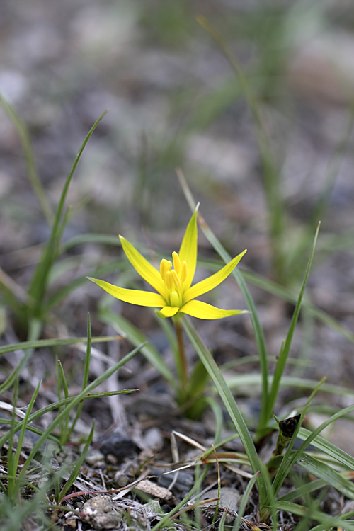 Изображение особи Gagea graminifolia.