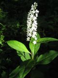 Lysimachia clethroides. Цветущее растение. Приморский край, окр. г. Находка, вблизи бухты Прогулочная, опушка дубового леса. 11.08.2011.