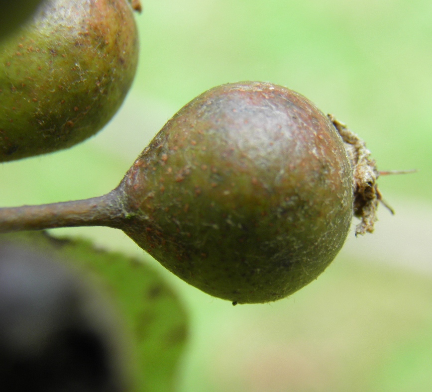 Image of Pyrus pyraster specimen.