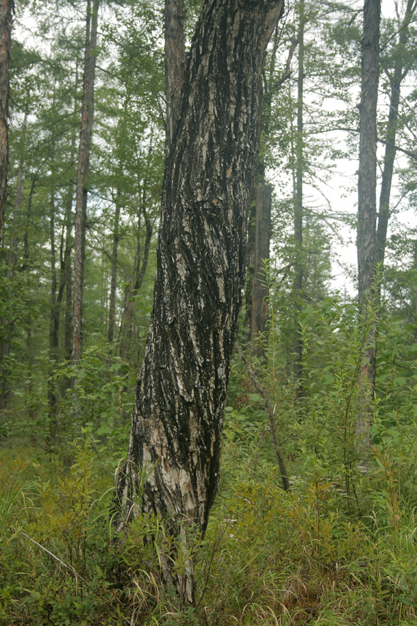 Изображение особи Salix cardiophylla.