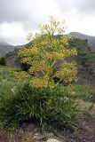 genus Ferula