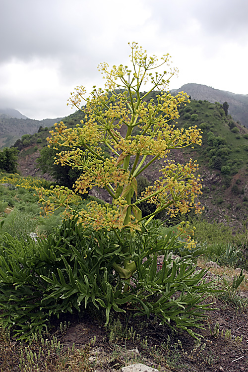 Изображение особи род Ferula.