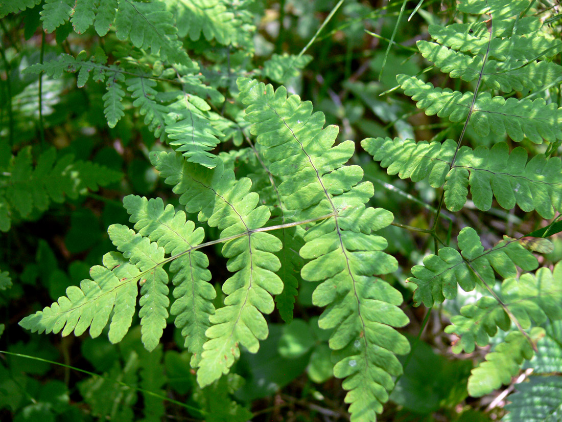 Image of Gymnocarpium dryopteris specimen.