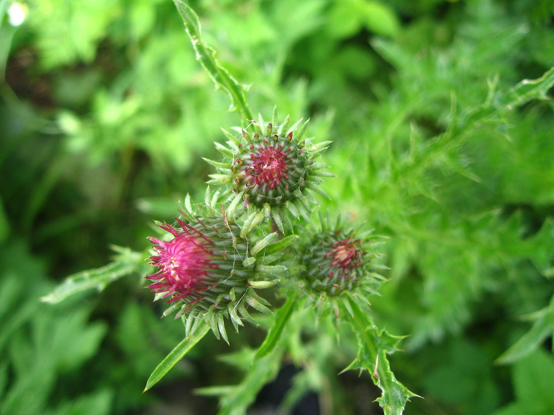 Image of genus Carduus specimen.