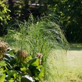 Carex acuta. Цветущие растения. Московская обл., Раменский р-н, окр. дер. Хрипань, садовый участок. 03.06.2011.