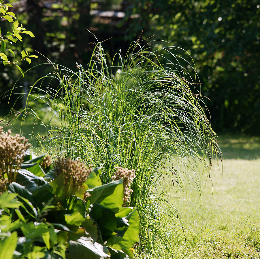 Image of Carex acuta specimen.