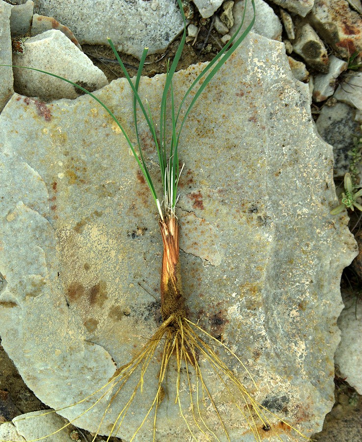 Image of Iris songarica specimen.