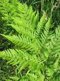 Pteridium subspecies sibiricum