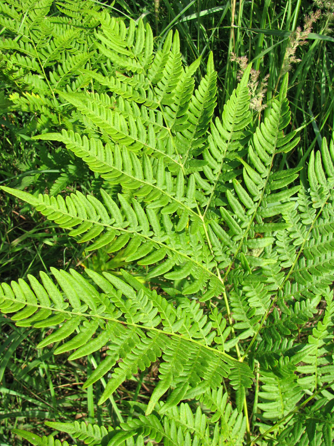 Image of Pteridium pinetorum ssp. sibiricum specimen.