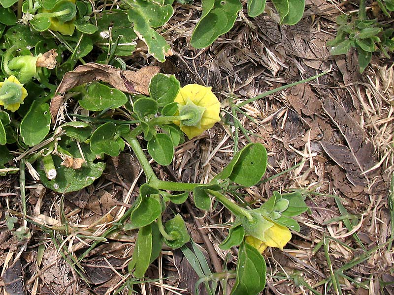 Image of Physalis viscosa specimen.