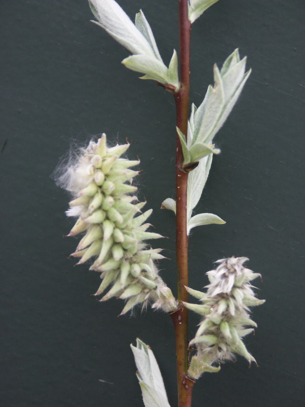 Image of Salix lapponum specimen.