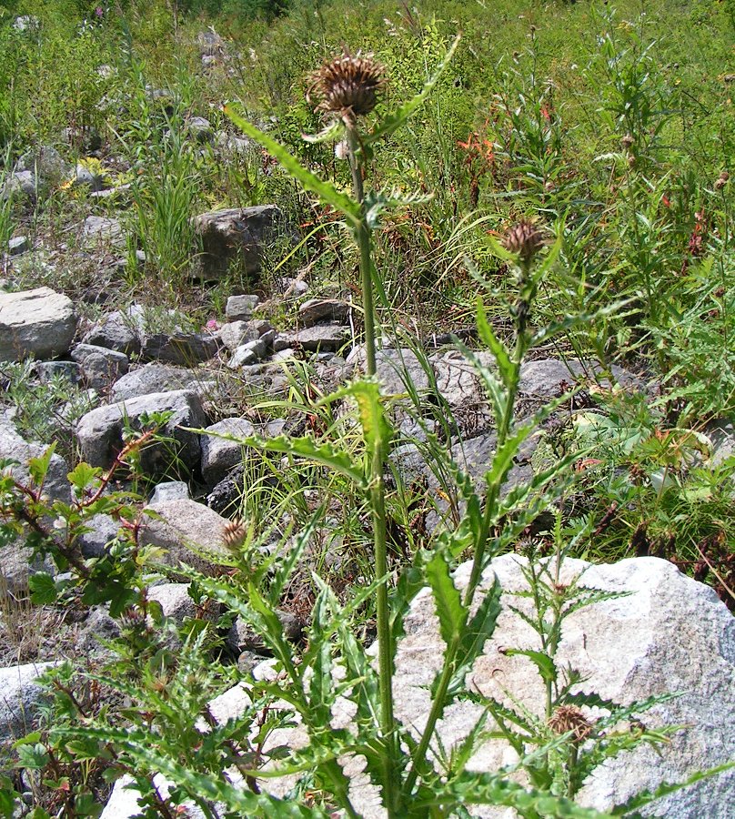 Изображение особи Cirsium komarovii.