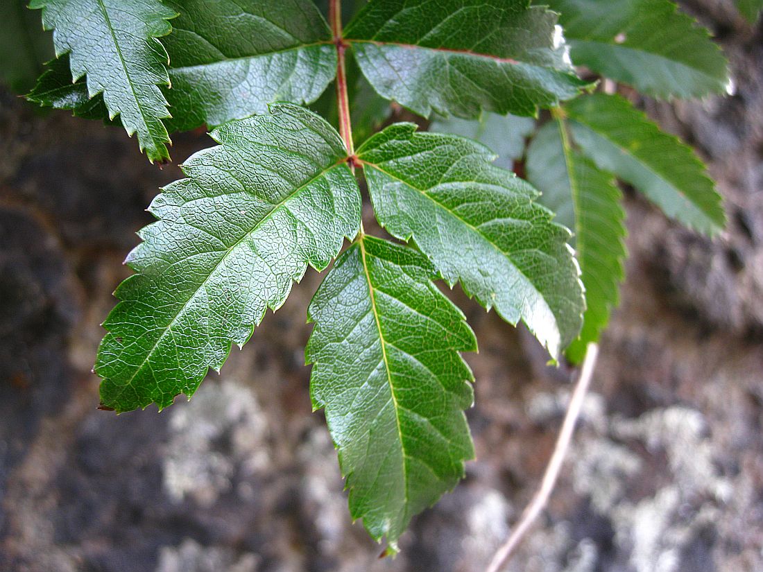 Изображение особи Sorbus sambucifolia.