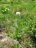 Primula auriculata. Цветущее растение. Карачаево-Черкесия, окр. Теберды, ущелье р. Азгек. 26.07.2011.