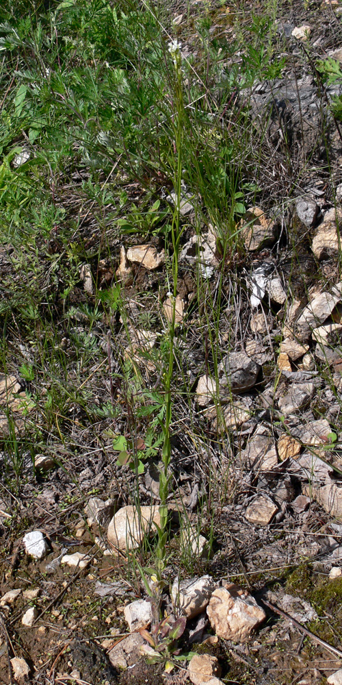 Изображение особи Arabis borealis.