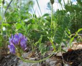 Astragalus danicus. Цветущее растение. Татарстан, г. Бавлы, остепнённый склон. 28.05.2011.