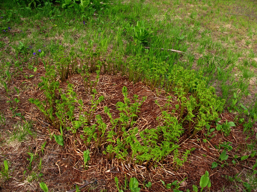 Изображение особи Athyrium distentifolium.