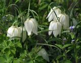 Fritillaria meleagris. Верхушки цветущих растений ('Alba'). Московская обл., Раменский р-н, окр. дер. Хрипань, дачный участок. 06.05.2008.