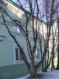 Изображение особи. Автор - Евгений Берестовский