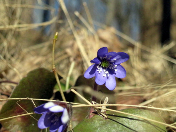Image of Hepatica nobilis specimen.