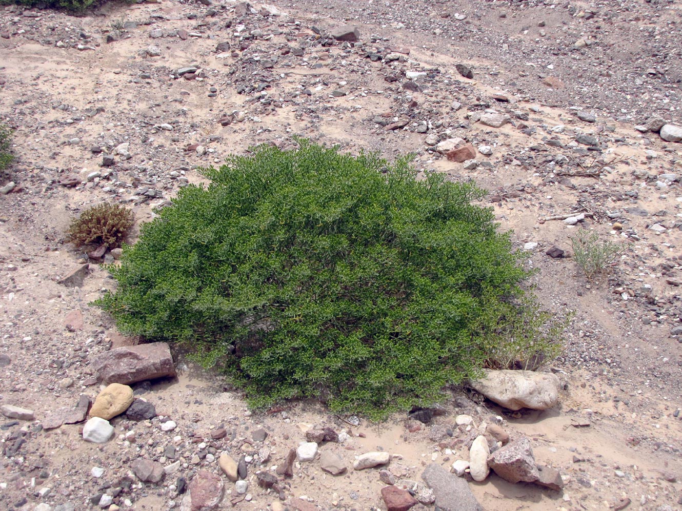 Изображение особи Tetraena coccinea.