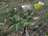 Potentilla depressa. Выкопанное растение. Крым, Южный склон Айпетринского яйлинского массива. 7 мая 2012 г.