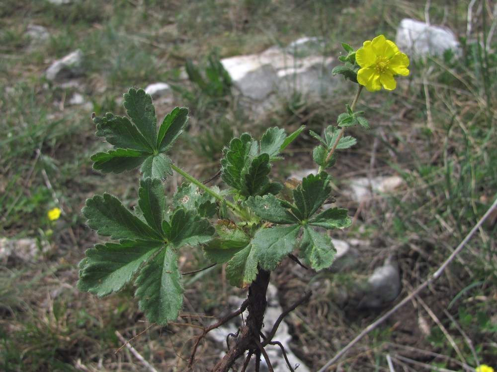 Изображение особи Potentilla depressa.