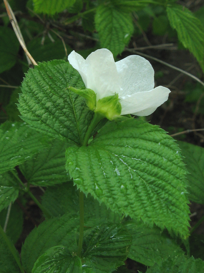 Image of Rhodotypos scandens specimen.