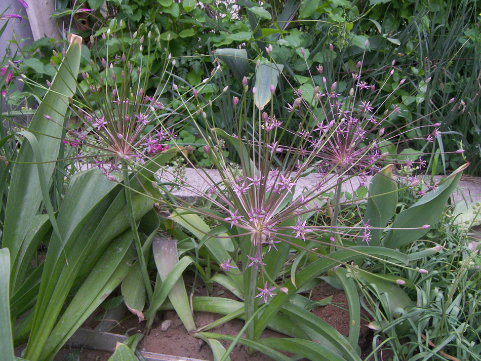 Image of Allium schubertii specimen.