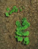 Adiantum capillus-veneris