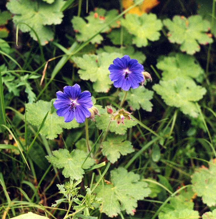 Изображение особи Geranium ibericum.