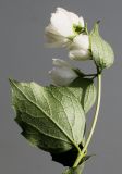 Image of taxon representative. Author is Валерий Куделя